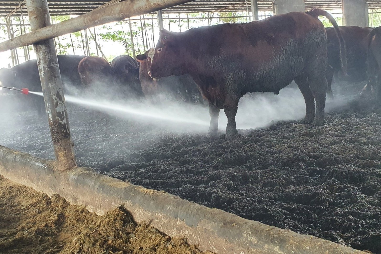 Phun vi sinh cho chuồng trại bò