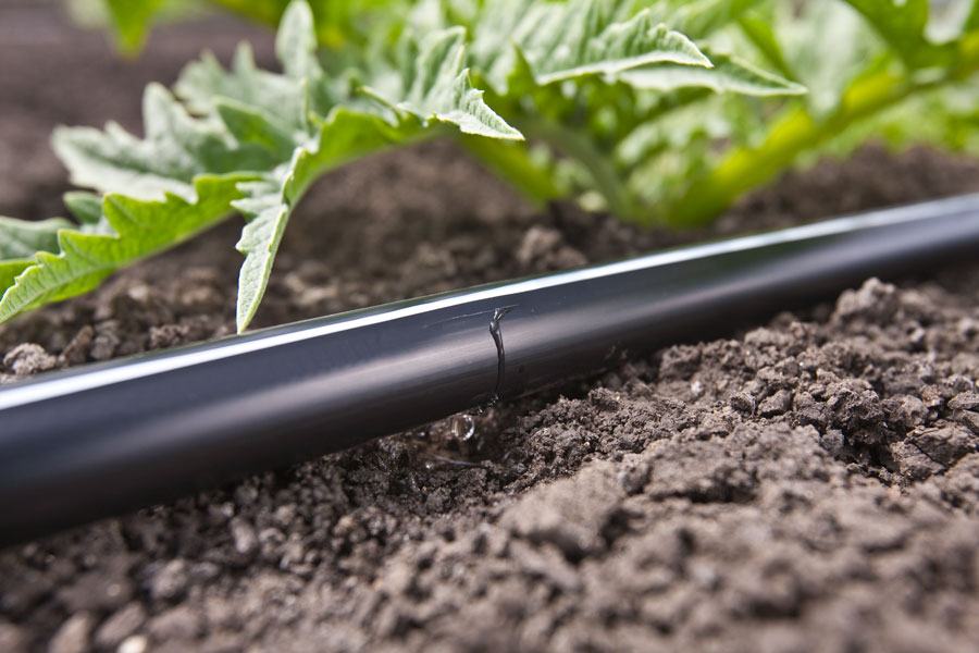 Phân bón hòa tan qua hệ thống tưới