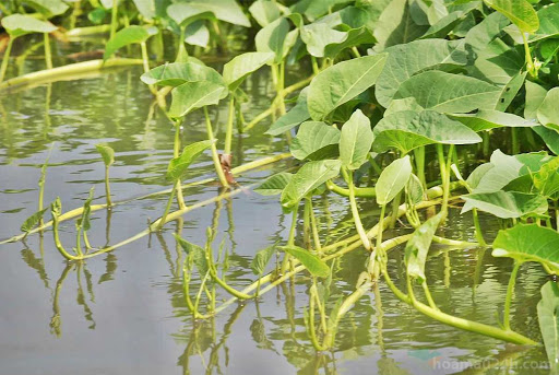 rau muống nước ăn cực ngon khi mùa mưa về