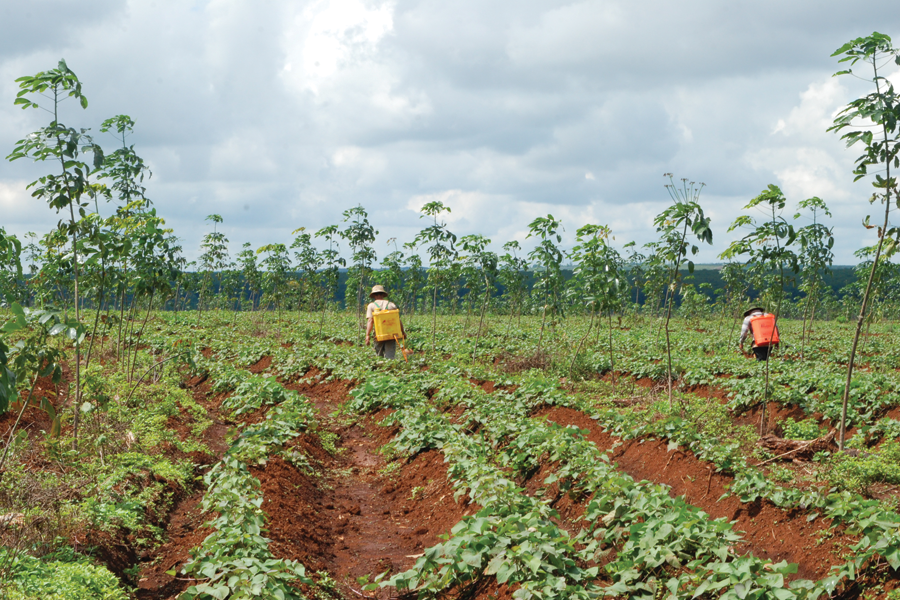 Trồng khoai lang trong vườn cao su