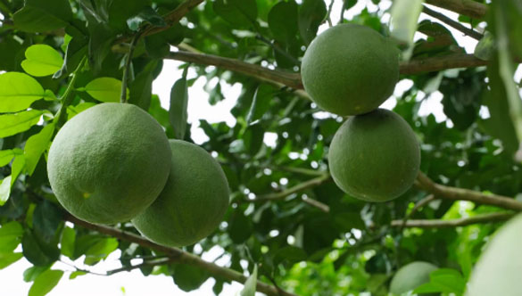 Đòn bẩy phát triển cây ăn trái tại Sóc Trăng - Quy hoạch vùng trồng