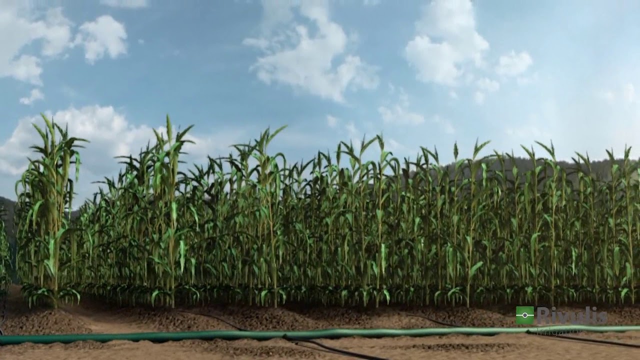 Giới thiệu công nghệ tưới tự động Rivulis Israel