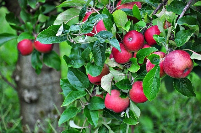 Câu chuyện người trồng táo và tầm nhìn ngành nông nghiệp