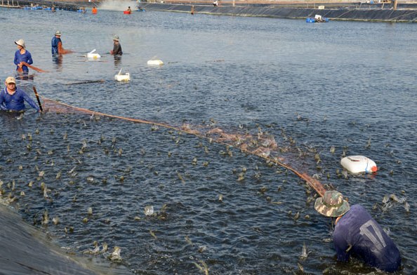 Công nghệ Biofloc giúp tăng năng suất nuôi tôm