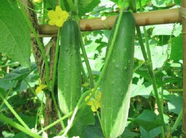 Kĩ thuật trồng dưa leo hiệu quả