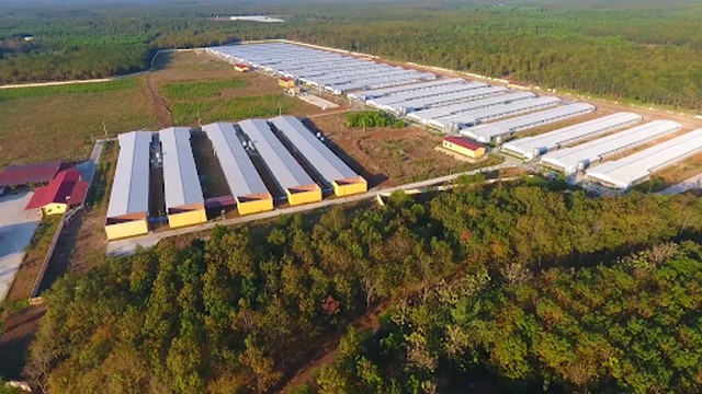 Mô hình trại gà cao cấp xuất Nhật tại Bình Phước