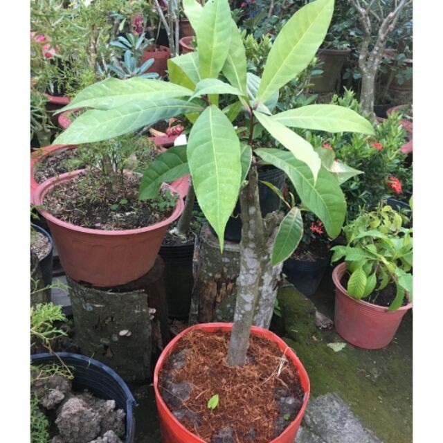 Lộc vừng thường được nhân giống bằng cách chiết cành