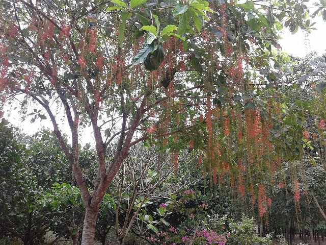 Tất cả các bộ phận của cây lộc vừng đều có công dụng chữa bệnh