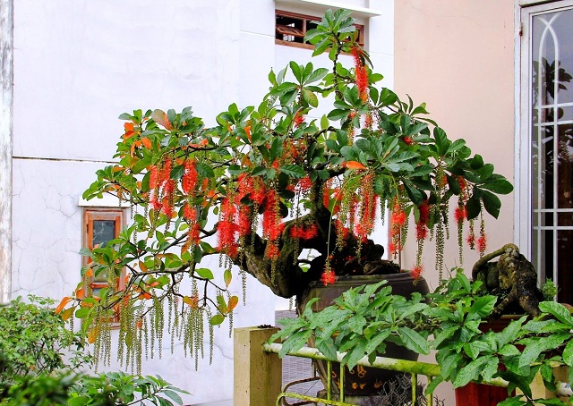 Cây lộc vừng là gì? Những công dụng của cây lộc vừng