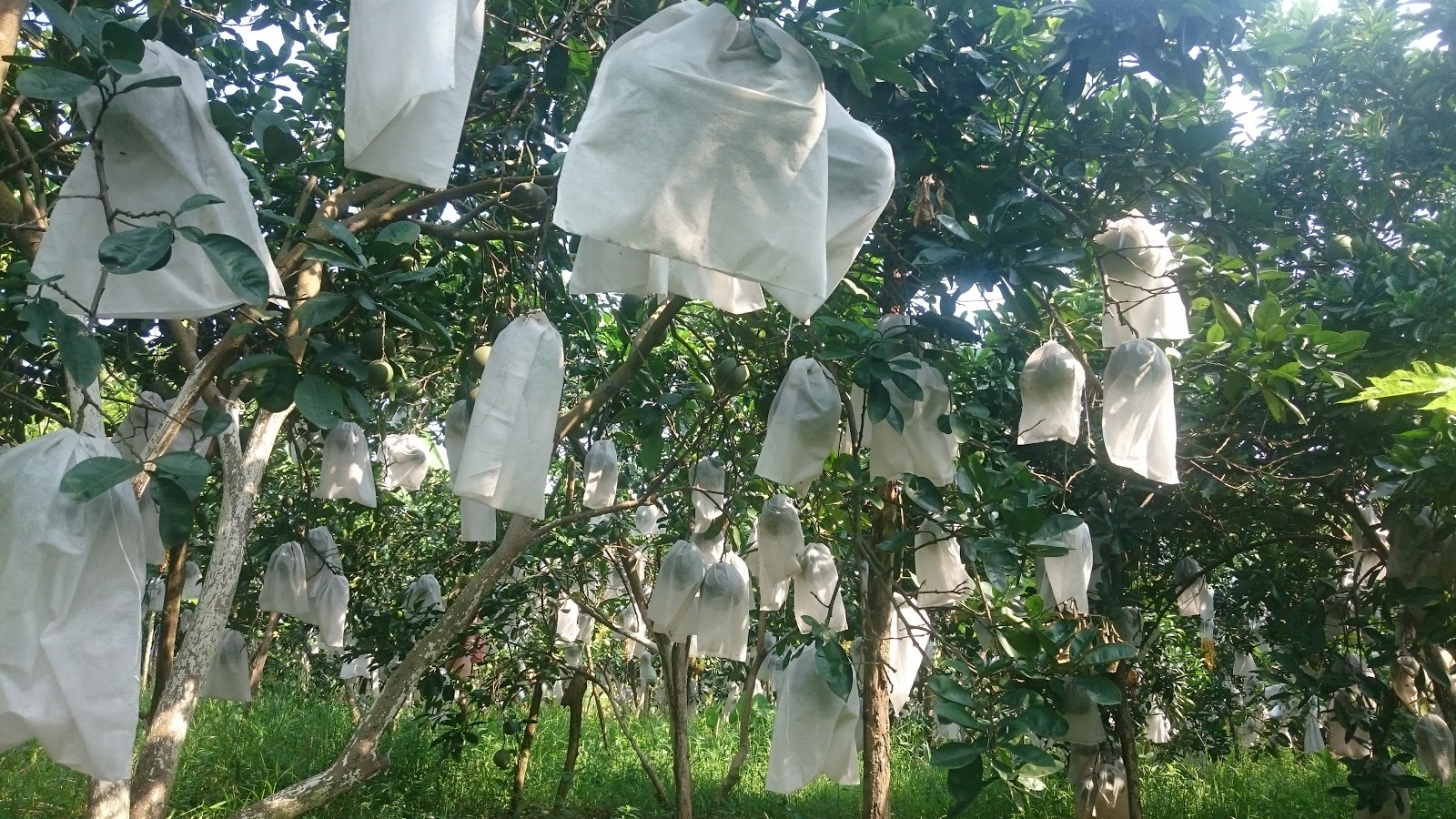 Nông dân Nghệ An lồng 'áo giáp' chống nắng cho bưởi