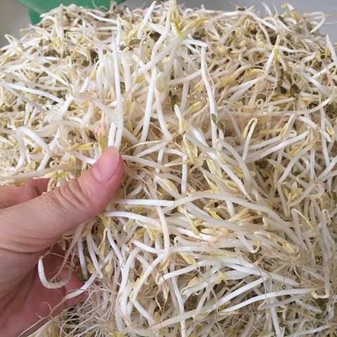 Bật mí công nghệ làm giá đỗ sạch, năng suất cao