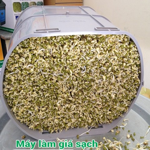 Trên thị trường có nhiều loại máy làm giá đỗ sạch