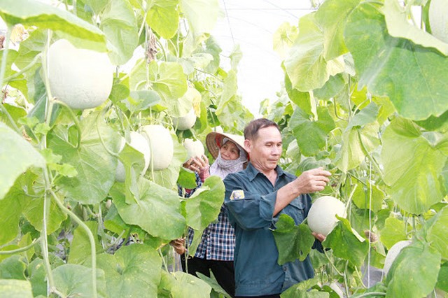 Ứng dụng công nghệ sinh học trong sản xuất quy mô giống cây ăn quả chất lượng cao