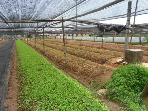 công nghệ sinh học