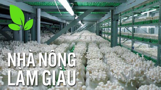 Công nghệ trồng nấm giúp nhà nông kiếm lợi nhuận cao mỗi năm