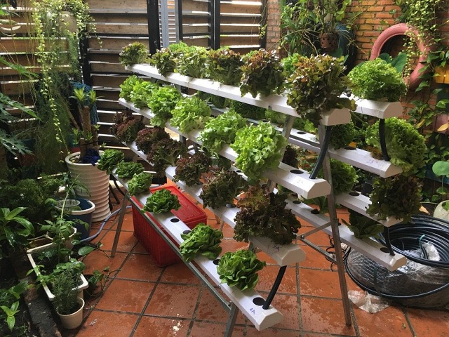 Vì sao nên áp dụng công nghệ trồng rau sạch thủy canh tại nhà?