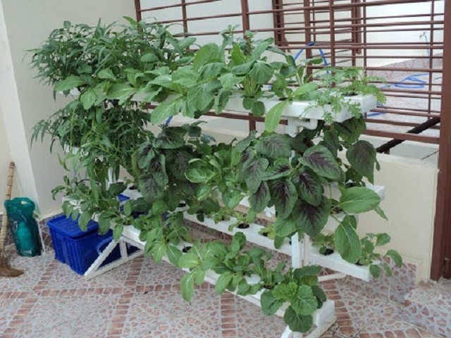 Phương pháp trồng rau thủy canh khá kén chủng loại