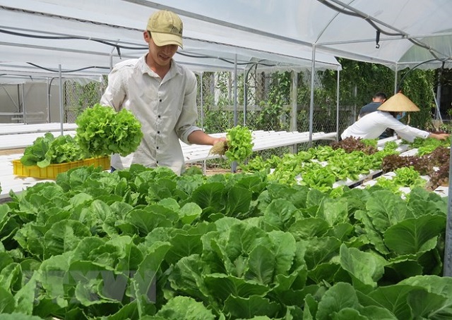 Công nghệ trồng rau sạch của Nhật Bản có những đặc điểm gì?