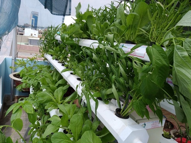 Công nghệ trồng rau sạch đang được ứng dụng tại rất nhiều gia đình