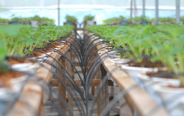 Hệ thống tưới nhỏ giọt bao gồm nhiều bộ phận gắn kết với nhau