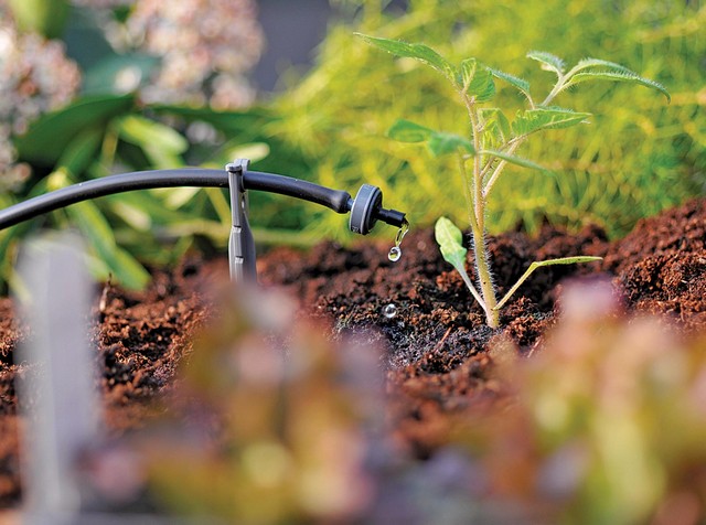 Công nghệ tưới nhỏ giọt mang đến nhiều ưu điểm lớn cho ngành trồng trọt