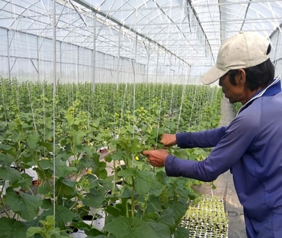 Hệ thống tưới nhỏ giọt được ứng dụng thành công trong các vườn cây nhà kính