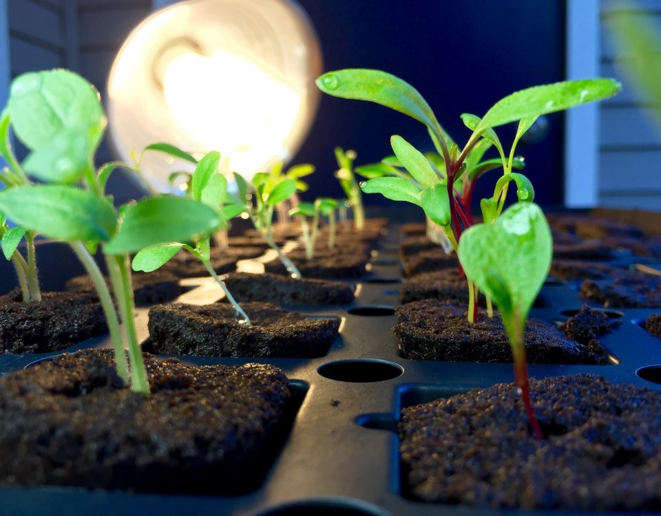 giá thể cho rau trồng thủy canh