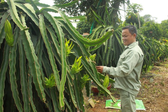 Hệ thống tưới tự động 3 trong 1 được nông dân Quãng Ngãi cải tiến thành công