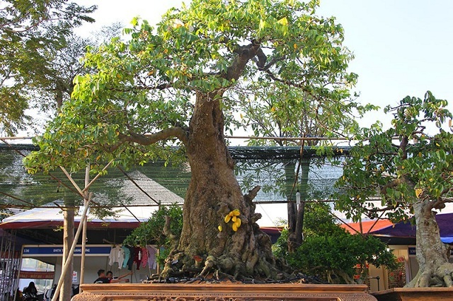 Cây khế ngọt và cây khế chua có nhiều điểm khác nhau