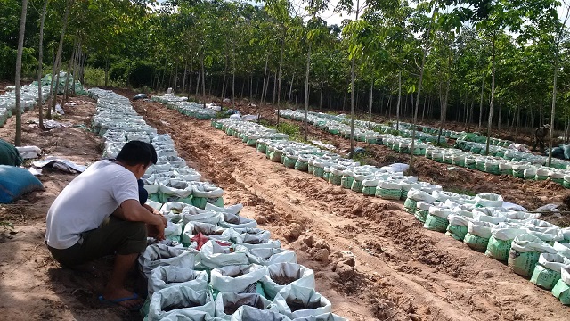 Nắm bắt kỹ thuật trồng gừng đơn giản mang lại năng suất cao