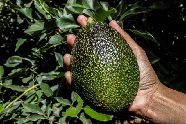 Cây bơ cần mất vài năm để ra hoa và cho đợt trái đầu tiên