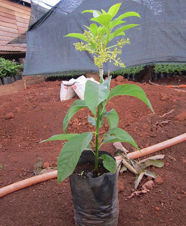 Tìm hiểu kỹ thuật trồng bơ “đỉnh” từ những người đã thành công