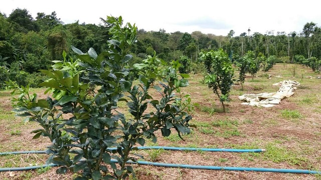 Môi trường trồng bưởi cần có những tiêu chuẩn nhất định