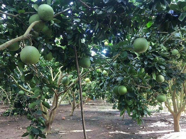 Bưởi nhận đủ nước tưới sẽ sinh trưởng và phát triển tốt, cho năng suất cao