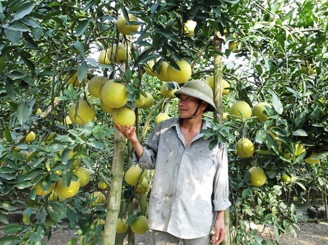 Kỹ thuật trồng bưởi theo công nghệ cao tạo năng suất vượt trội