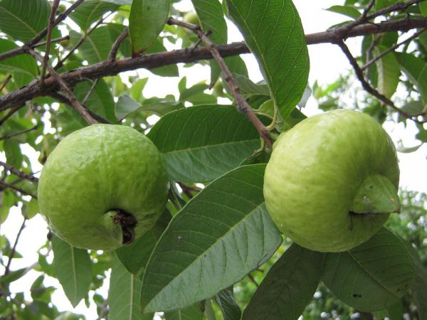 kỹ thuật trông ổi