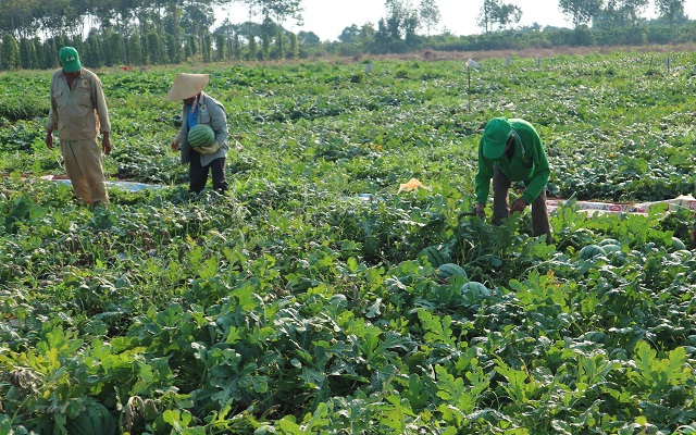 Những hàng dưa hấu nên được che màng phủ nông nghiệp để bảo vệ cây