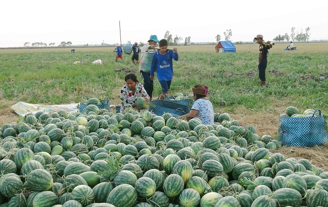 Để dưa hấu cho năng suất cao thì cần chú ý đến một số yếu tố nhất định