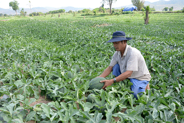 Tìm hiểu kỹ thuật trồng dưa hấu mang lại lợi nhuận cao