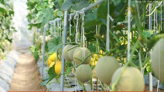 Kỹ thuật trồng dưa lưới trong nhà kính đang thịnh hành ở nước ta