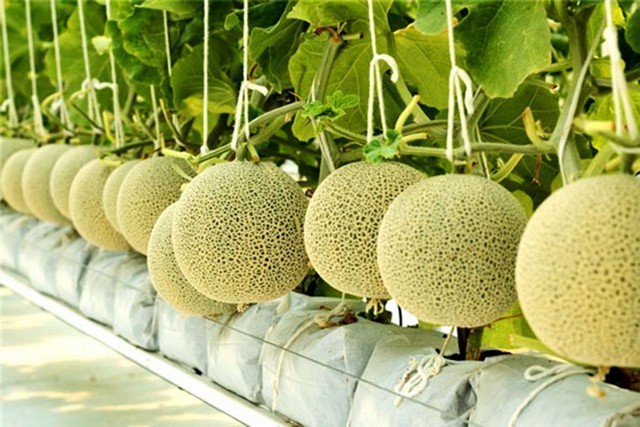 Kỹ thuật trồng dưa lưới trong nhà kính cho năng suất và chất lượng cao