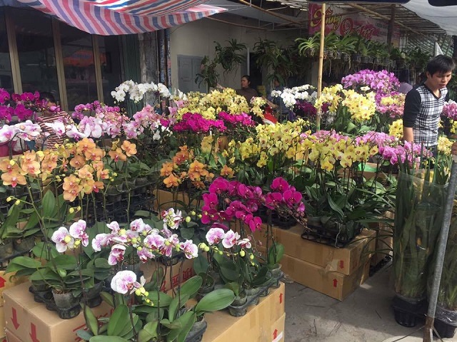 Lan hồ điệp cần ánh sáng mặt trời để phát triển cách tốt nhất