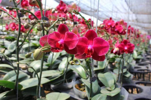 Tham khảo kỹ thuật trồng lan hồ điệp trong kinh doanh