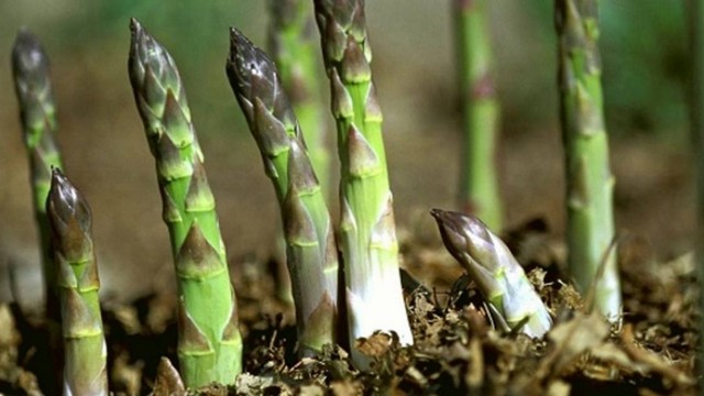 Hướng dẫn kỹ thuật trồng măng tây xanh cho năng suất cao nhất