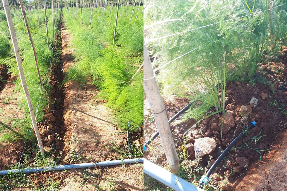 kỹ thuật trồng măng tây