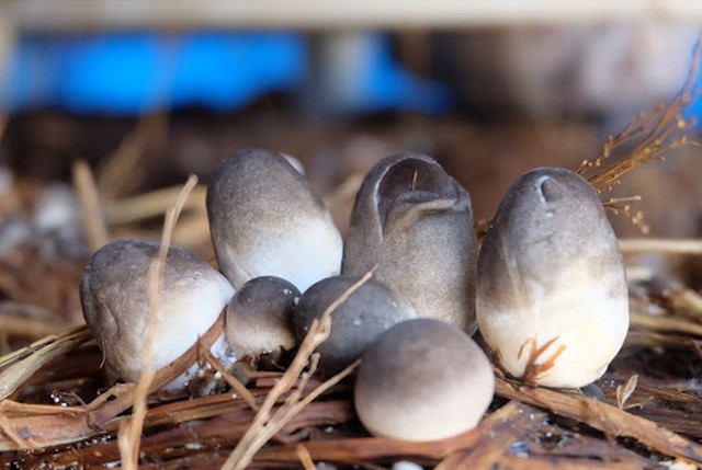 Bật mí kỹ thuật trồng nấm rơm trên mùn cưa tại nhà đơn giản