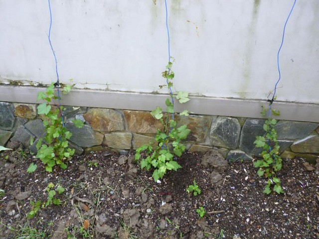 Nho trồng trên sân thượng nên chọn nơi nhiều ánh nắng và thoáng mát