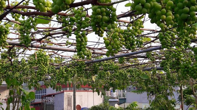 Mách bạn kỹ thuật trồng nho trên sân thượng ăn không hết quả