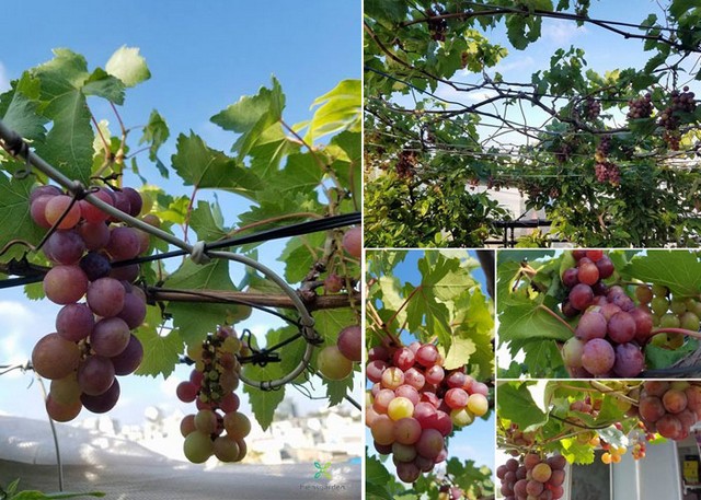 Nho trồng trên sân thượng nếu chăm sóc đúng kỹ thuật cho năng suất rất cao