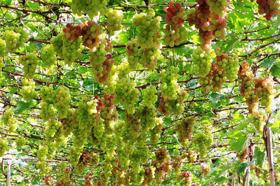 kỹ thuật trồng nho